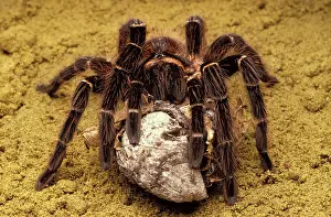 Tarantulas: Brazilian Salmon Pink Tarantula - with its eggs