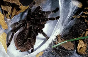 Tarantulas: Brazilian Salmon Pink Tarantula - preparing its nest