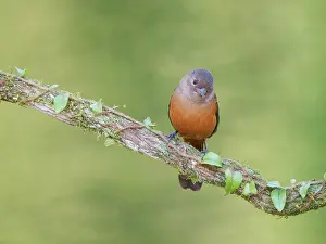 Tanager: Brazilian Tanager female Ramphocelus bresilia Atlantic