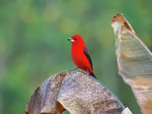 Tanager: Brazilian Tanager male Ramphocelus bresilia Atlantic