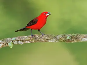 Tanager: Brazilian Tanager male Ramphocelus bresilia Atlantic