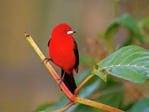 Tanager: Brazilian Tanager male Ramphocelus bresilia Atlantic