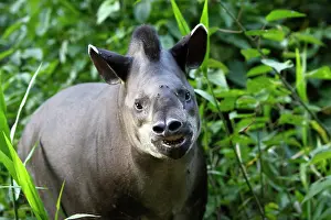 Tapirs: Brazilian Tapir