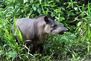 Tapir: Brazilian Tapir