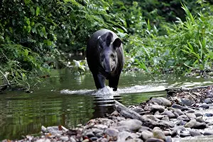 Tapir: Brazilian Tapir