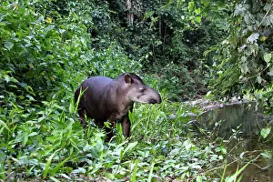 Tapir: Brazilian tapir