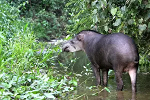 Tapir: Brazilian tapir