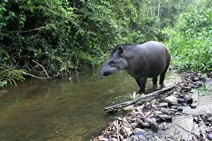 Tapir: Brazilian Tapir