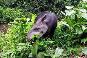 Tapir: Brazilian Tapir