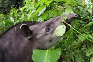 Tapir: Brazilian Tapir