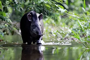 Tapir: Brazilian Tapir