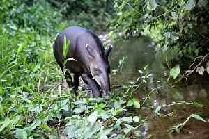 Tapir: Brazilian Tapir