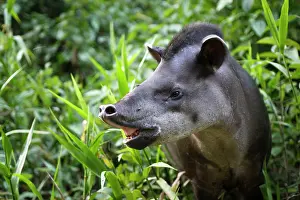 Tapir: Brazilian Tapir