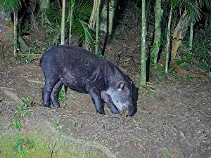 Tapir: Brazilian Tapir Tapirus terrestris Atlantic Forest