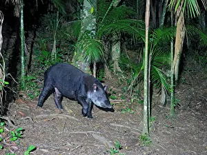 Tapir: Brazilian Tapir Tapirus terrestris Atlantic Forest