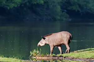 Tapir: Tapir