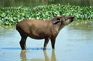 Francois Gohier: Brazilian TAPIR - in water