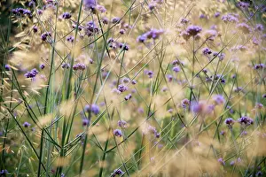 Verbena: Brazilian verbena, Verbena bonariensis, a mass of transparen