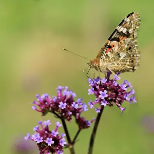 Verbena: Brazilian Verbena, Verbena bonariensis, with a Painted Lady