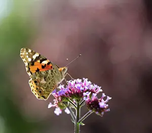 Verbena: Brazilian Verbena, Verbena bonariensis with a Painted Lady b
