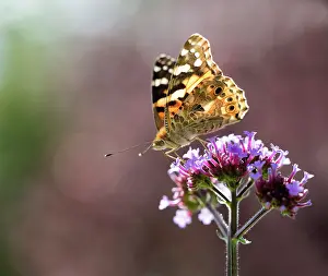 Verbena: Brazilian Verbena, Verbena bonariensis with a Painted Lady b