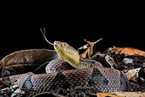 Peru: Brazil's Lancehead (Bothrops brazili) specimen from