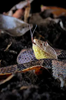 Peru: Brazil's Lancehead (Bothrops brazili) specimen from