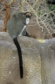 Guenon: De brazzaIs / DeBrazza's Guenon MONKEY