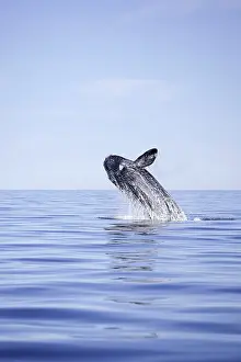 Ramsar: Breaching of a Southern right whale, Eubalaena australis