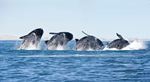 Splash: Breaching's sequence of a Southern right whale