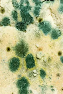 Bread: Bread - mould growing on stale white bread, close up