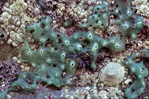 Sponges: BREADCRUMB SPONGE