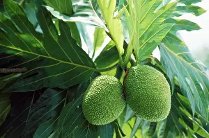 Breadfruit: BREADFRUIT