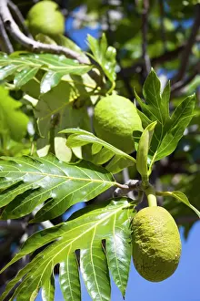 Breadfruit: Breadfruit