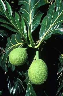 Bread: Breadfruit