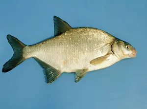 Bream: BREAM