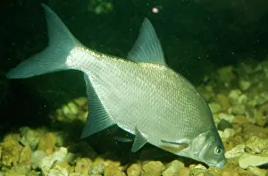 Bream: BREAM - EATING FROM STONES
