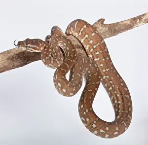 Forked: Bredl Python