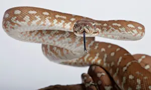 Aggressions: Bredl Python - intimidation posture