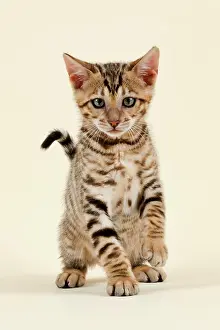 Toyger: Breed cat Toyger (Felis silvestris catus), age 9