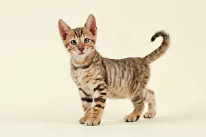 Toyger: Breed cat Toyger (Felis silvestris catus), age 9