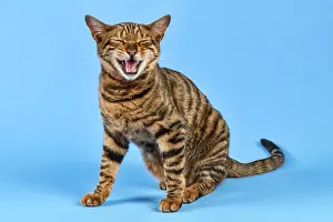 Catus: Breed cat Toyger (Felis silvestris catus), female
