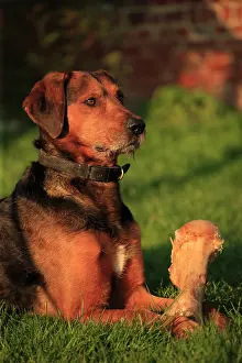 Picardie: Breed Dog Anglo-French type.
Animal adopted from