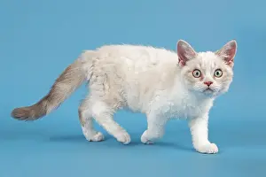 Afraid: Breed Selkirk Rex Kitten, 10 weeks old, color blue