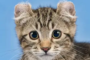 Curl: Breedcat American Curl (Felis silvestris catus)