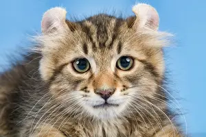 Catus: Breedcat American Curl (Felis silvestris catus)