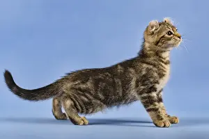 Catus: Breedcat American Curl (Felis silvestris catus)