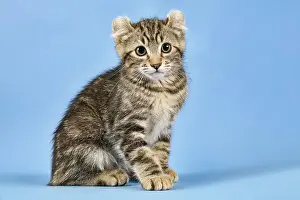 Catus: Breedcat American Curl (Felis silvestris catus)