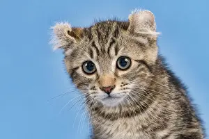 Catus: Breedcat American Curl (Felis silvestris catus)