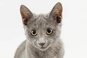 Twelve: Breedcat Russian Blue (Felis silvestris catus)